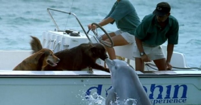 Golfinho sai da água e dá beijinho em cachorro – veja o vídeo