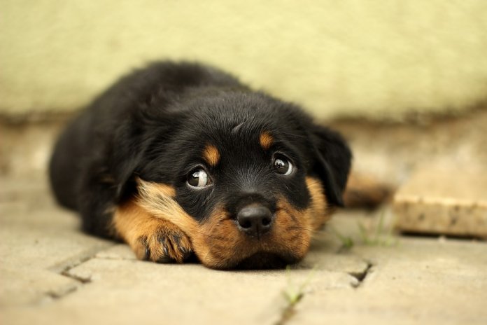 Cães evoluíram valendo-se de expressões faciais para se comunicarem com os humanos, afirma pesquisa