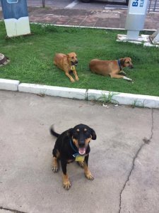 revistapazes.com - Posto de gasolina “contrata” três cachorros de rua que viviam no local