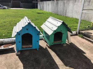 revistapazes.com - Posto de gasolina “contrata” três cachorros de rua que viviam no local