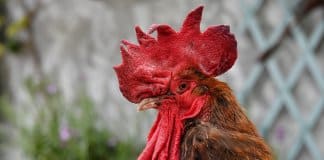 Na França, um galo vira réu por, pasmem: cantar cedo demais