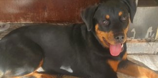 Após ter sido roubada, cadelinha terapeuta reencontra dona deficiente em SP