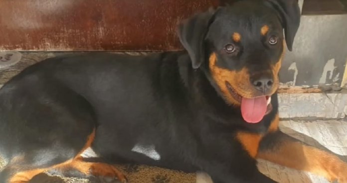 Após ter sido roubada, cadelinha terapeuta reencontra dona deficiente em SP