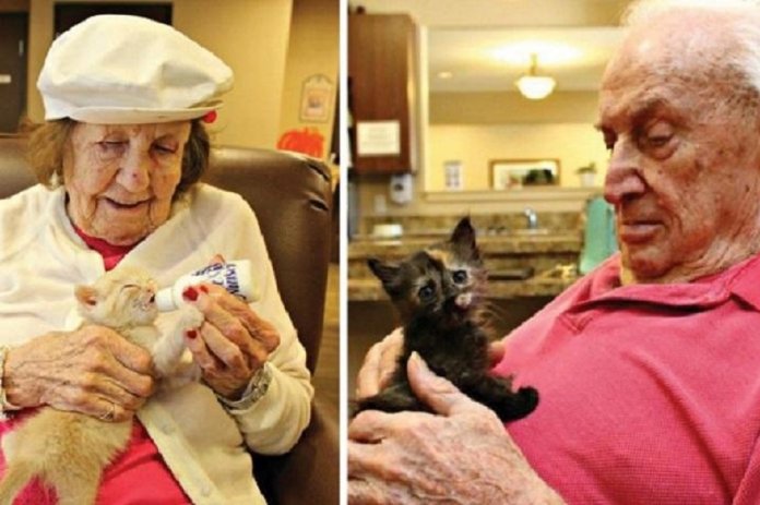 Nesta casa de repouso os idosos cuidam de gatos órfãos