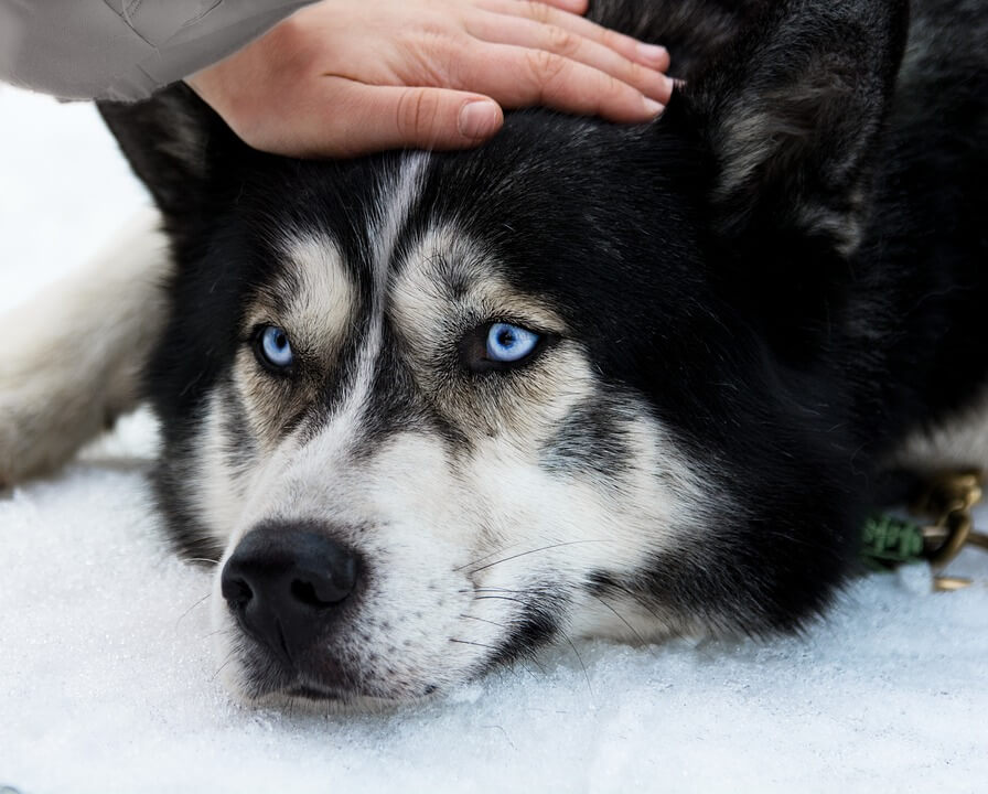 revistapazes.com - A empatia de um cão tem o poder de curar a sua alma