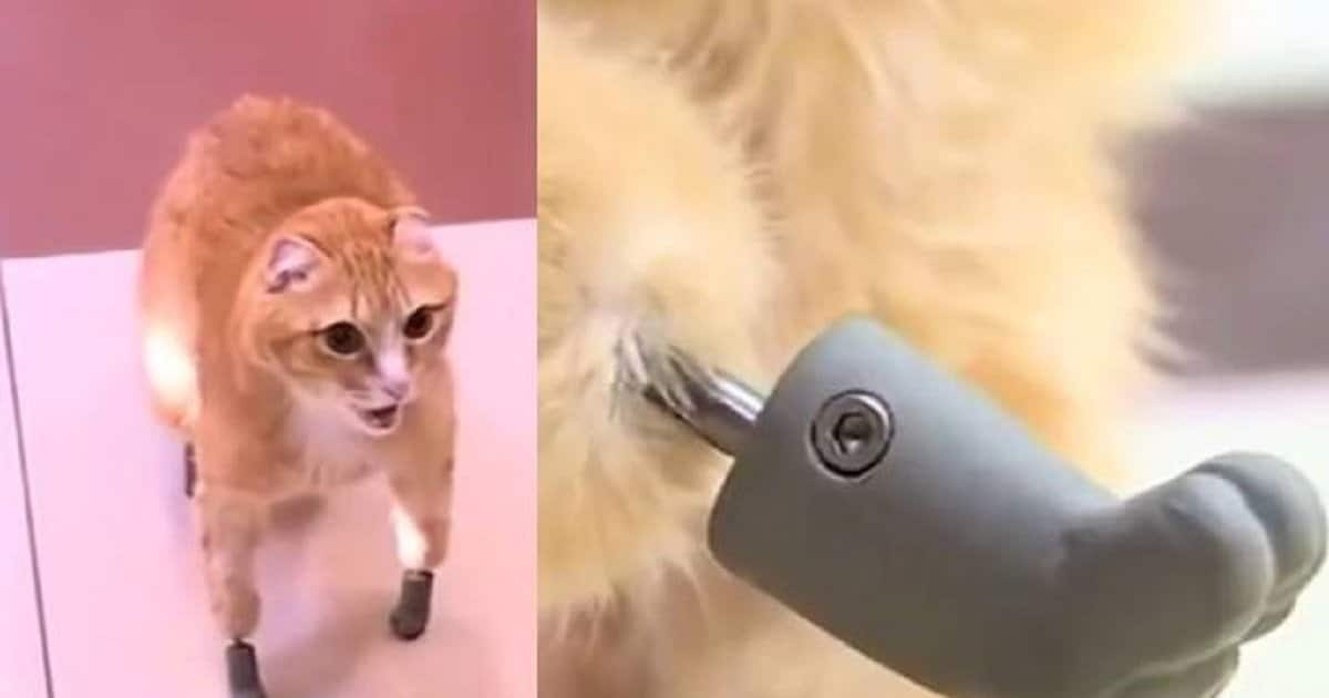gatto-zampe-bioniche2