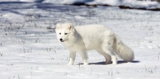 Raposa do Ártico viajou mais de 3.000 km em busca de comida e, em 76 dias, foi da Noruega ao Canadá