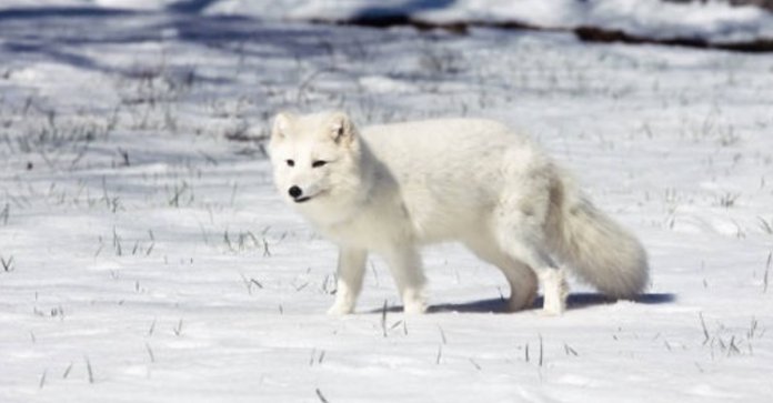 Raposa do Ártico viajou mais de 3.000 km em busca de comida e, em 76 dias, foi da Noruega ao Canadá