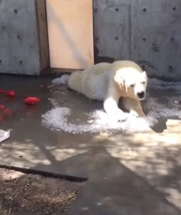 revistapazes.com - Urso polar tenta "salvar" o gelo que derrete em seu cativeiro, sob o sol escaldante