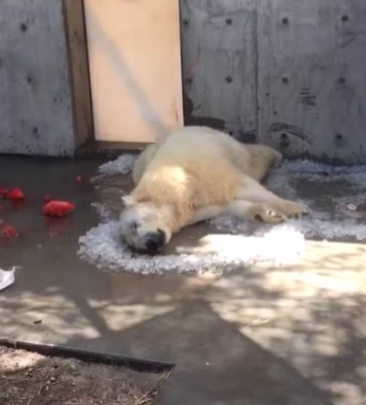 revistapazes.com - Urso polar tenta "salvar" o gelo que derrete em seu cativeiro, sob o sol escaldante