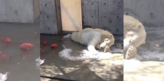 Urso polar tenta “salvar” o gelo que derrete em seu cativeiro, sob o sol escaldante