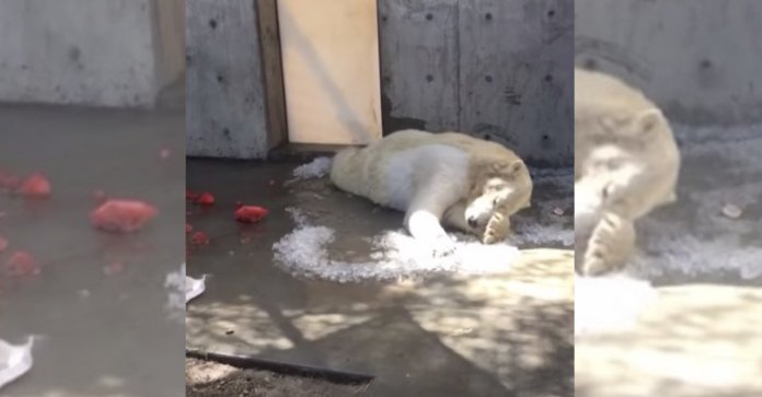 Urso polar tenta “salvar” o gelo que derrete em seu cativeiro, sob o sol escaldante