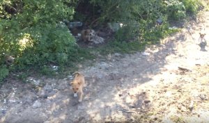 revistapazes.com - Este cãozinho abandonado é encontrado por socorristas e os leva até os seus irmãos