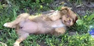 Este cãozinho abandonado é encontrado por socorristas e os leva até os seus irmãos