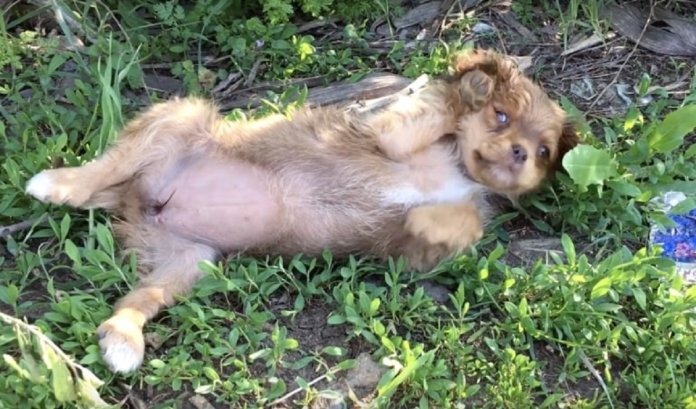 Este cãozinho abandonado é encontrado por socorristas e os leva até os seus irmãos