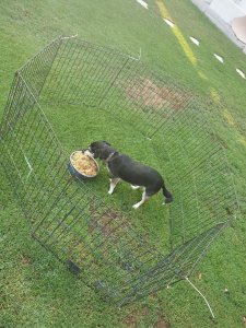 revistapazes.com - Hotel 5 Estrelas doa as sobras de comida para alimentar cães de abrigo