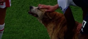 revistapazes.com - Este cãozinho interrompeu uma partida de futebol porque precisava de algo muito importante: carinho