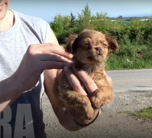 revistapazes.com - Este cãozinho abandonado é encontrado por socorristas e os leva até os seus irmãos