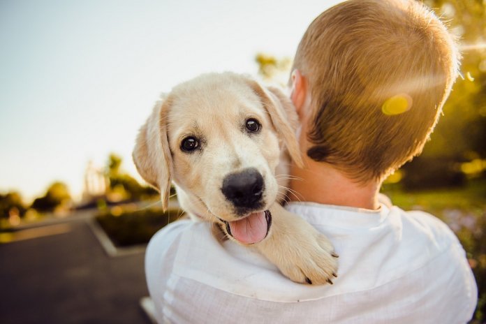 Senado aprova projeto que proíbe que animais sejam juridicamente tratados como coisas