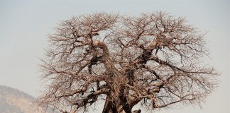 “O último baobá”, conheça a lenda africana sobre o renascimento da esperança