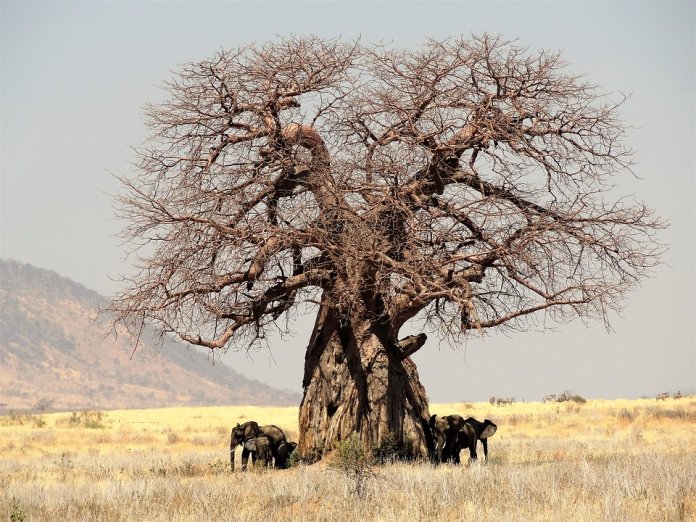 “O último baobá”, conheça a lenda africana sobre o renascimento da esperança