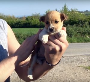 revistapazes.com - Este cãozinho abandonado é encontrado por socorristas e os leva até os seus irmãos