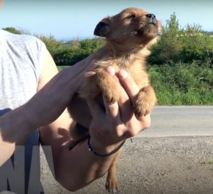 revistapazes.com - Este cãozinho abandonado é encontrado por socorristas e os leva até os seus irmãos