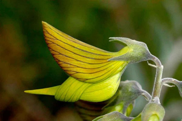 As pétalas desta flor parecem pequenos beija-flores