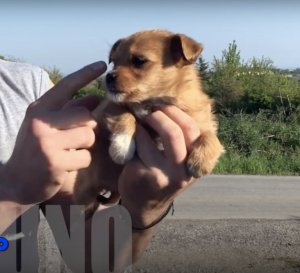 revistapazes.com - Este cãozinho abandonado é encontrado por socorristas e os leva até os seus irmãos