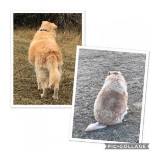revistapazes.com - Cãozinho seria sacrificado por estar acima do peso. Fundação ajudou a perder 40 quilos em um ano