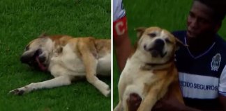 Este cãozinho interrompeu uma partida de futebol porque precisava de algo muito importante: carinho