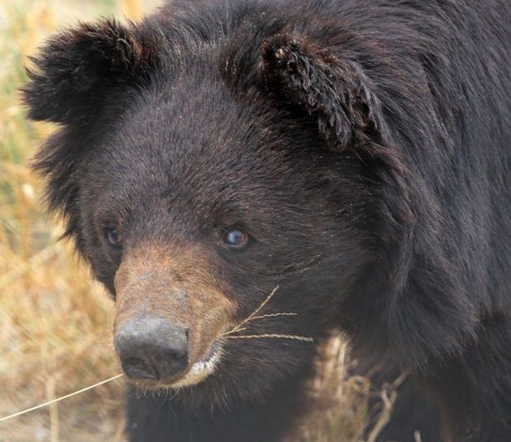 3worldanimalprotection