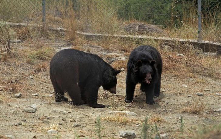 4weorldanimalprotection