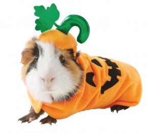 revistapazes.com - Pet shop coloca à venda trajes para porquinhos da índia. A coisa mais fofa que você verá hoje!