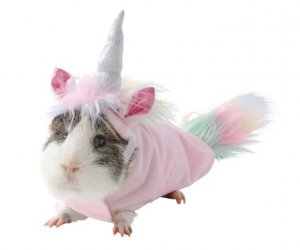 revistapazes.com - Pet shop coloca à venda trajes para porquinhos da índia. A coisa mais fofa que você verá hoje!