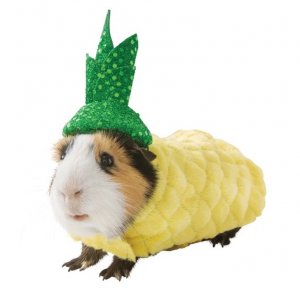 revistapazes.com - Pet shop coloca à venda trajes para porquinhos da índia. A coisa mais fofa que você verá hoje!