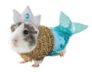 revistapazes.com - Pet shop coloca à venda trajes para porquinhos da índia. A coisa mais fofa que você verá hoje!