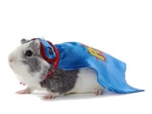 revistapazes.com - Pet shop coloca à venda trajes para porquinhos da índia. A coisa mais fofa que você verá hoje!