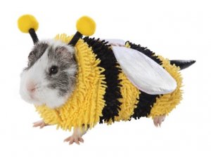 revistapazes.com - Pet shop coloca à venda trajes para porquinhos da índia. A coisa mais fofa que você verá hoje!