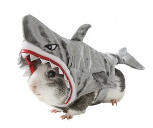 revistapazes.com - Pet shop coloca à venda trajes para porquinhos da índia. A coisa mais fofa que você verá hoje!