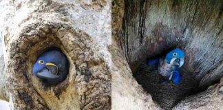 4 araras azuis nascem na área afetada por incêndios na Floresta Amazônica