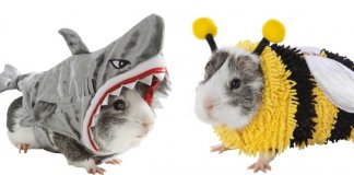 Pet shop coloca à venda trajes para porquinhos da índia. A coisa mais fofa que você verá hoje!