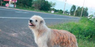 Leo, o cão que ficou esperando seus ‘humanos’ na estrada por quatro anos