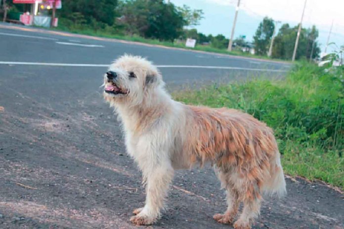 Leo, o cão que ficou esperando seus ‘humanos’ na estrada por quatro anos