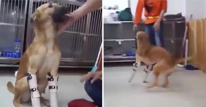 Cachorro que teve as patas cortadas ganha próteses e não é capaz de conter a alegria