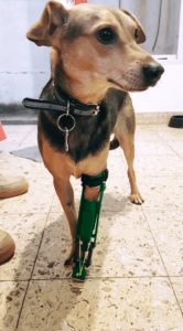 revistapazes.com - Este jovem cria próteses para cães e as distribui