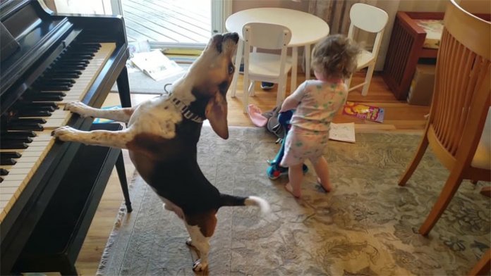 Pai flagra filha dançando enquanto o seu cachorro “toca piano e canta”! É sério