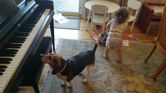 revistapazes.com - Pai flagra filha dançando enquanto o seu cachorro "toca piano e canta"! É sério