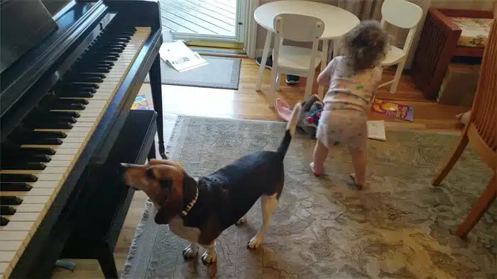 Pai flagra filha dançando enquanto o seu cachorro "toca piano e canta"! É sério revistapazes.com - Pai flagra filha dançando enquanto o seu cachorro "toca piano e canta"! É sério