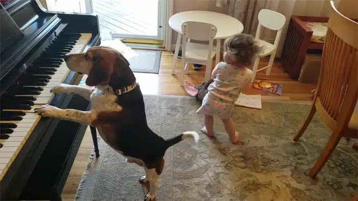 Pai flagra filha dançando enquanto o seu cachorro "toca piano e canta"! É sério revistapazes.com - Pai flagra filha dançando enquanto o seu cachorro "toca piano e canta"! É sério
